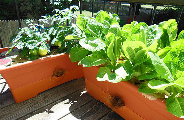 Plantar em casa: aprenda a ter uma horta doméstica
